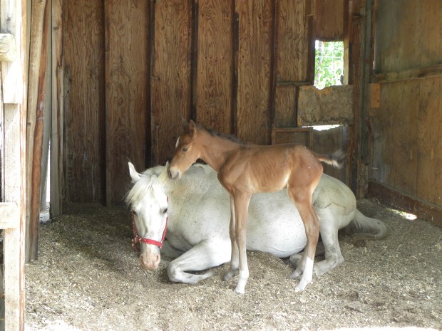 18jul11-foal