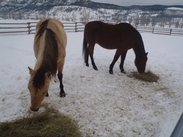 Keep horses out of dog parks, I say.