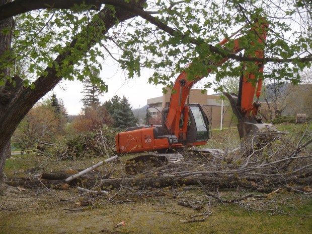 Oops, there goes another heritage tree.
