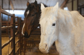 Two of the wild horses at Kamloops stockyard in 2011. (Daily News file photo)