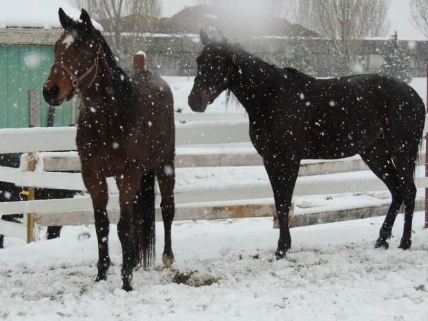 Forest, a Thoroughbred (left), and Twinke, a Standardbred.