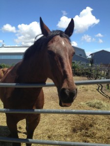 A second chance, thanks to Liz Smith and Thalia Ochoa.