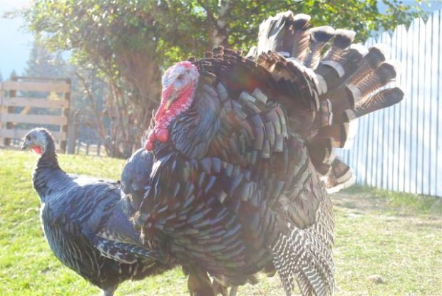 Tom seems harmless enough, but he has his moments.