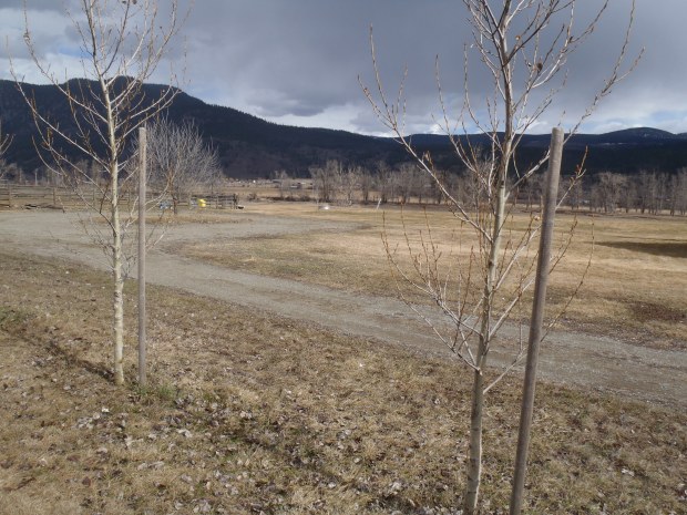 City has just the ticket, er, coupon for tree planting.