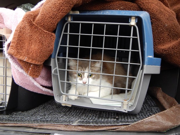 Waiting for release.