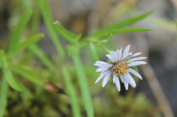 There's much to see if we look. (Daniela Ginta photo)