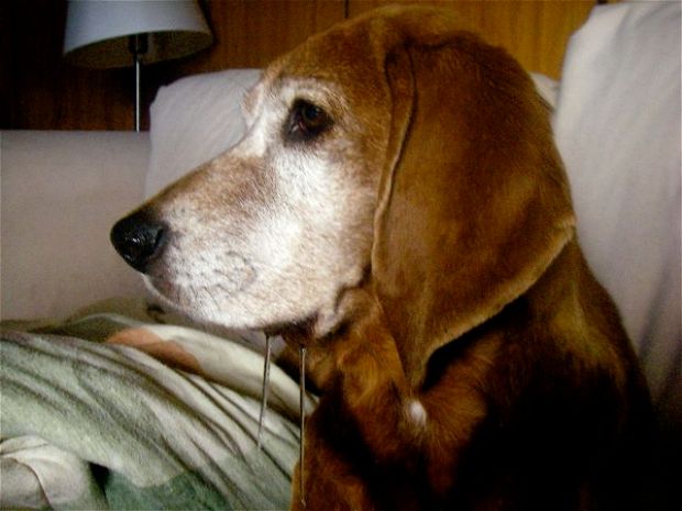 When it came to food, Koko sure knew how to drool. Here she was being tempted by salad, of all things, in 2009.