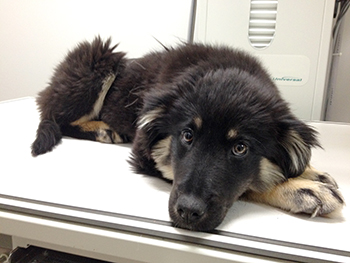 Recovering, but who did it? (SPCA photo)