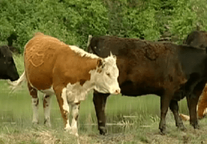 ALR changes are being challenged.