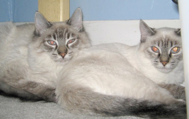 Tuffy (the short haired cat, right) and Taffy (long haired, left) hang out under a bed a few months after their arrival at Michele Young’s home.
