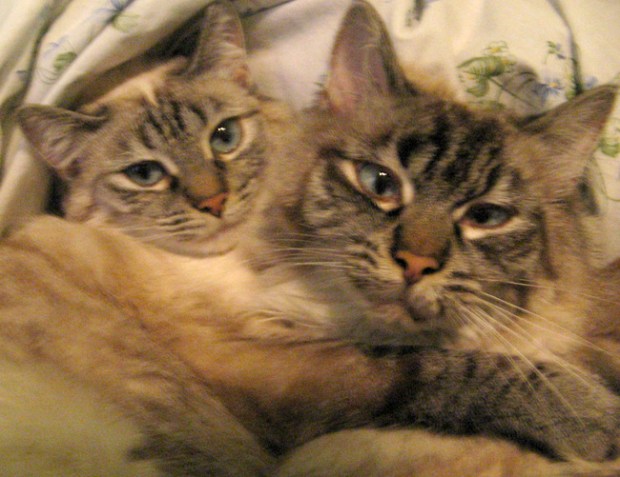 Brother and sister are much more relaxed after settling into their permanent home.