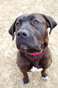 B.C. SPCA photo.