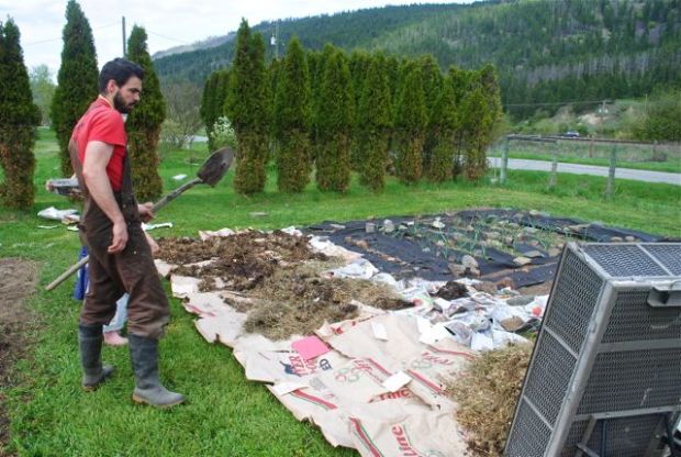 Dan Spark dumps another load of chicken manure onto the lasagna garden.