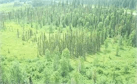 Blue River Black Spruce Prov. Park. (Govt B.C.)