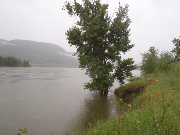 The retriever checks out river level.