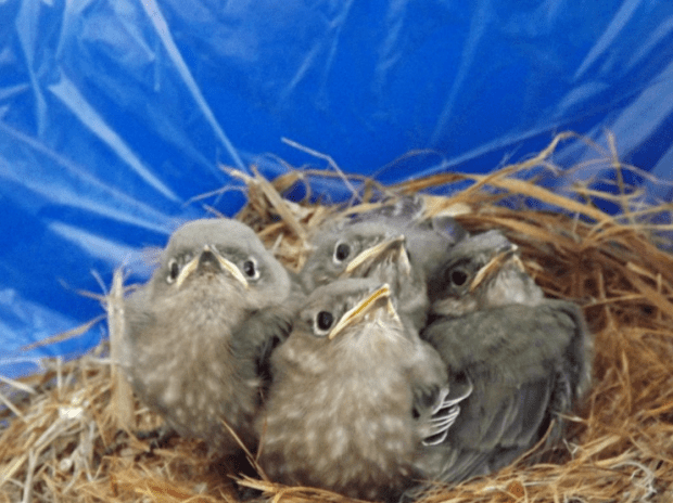 Ready for another meal.