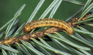 Western spruce budworm. (B.C. Ministry of Forests photo)