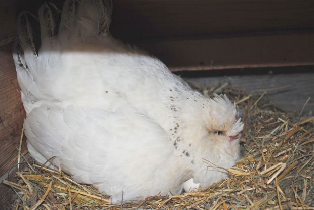 A broody hen sits on top of a fertilized egg with the hope that a fluffy chick will hatch after 21 days. We have learned, however, not to count our chickens before they're hatched.