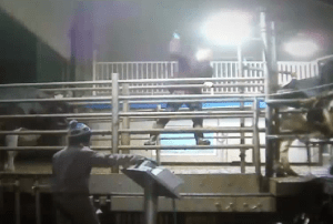 Screen shot from video. (Mercy for Animals Canada)