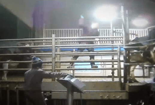 Screen show from video. (Assoc. for Mercy)