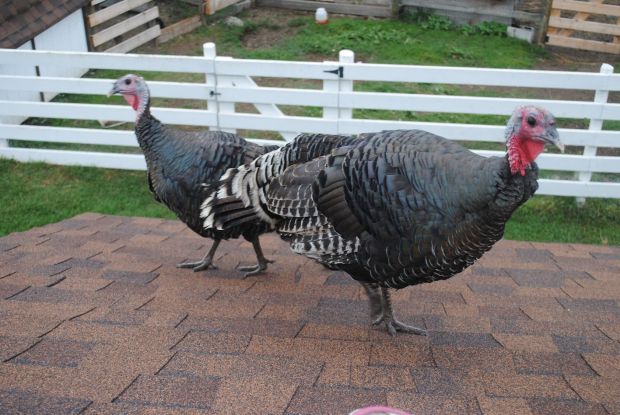 Turkeys are known for getting into mischief  and ours were no exception. Here, they're getting ready  to settle down for the night on our shop.