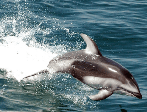 (Vancouver Aquarium photo)