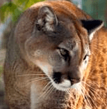 (Mountain Lion Foundation)