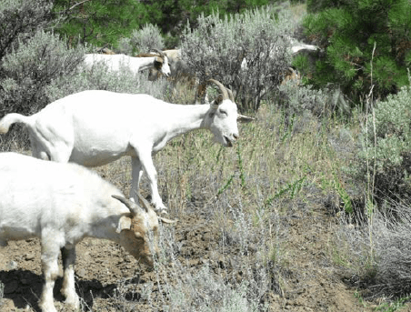 Us, it's weeds; to them, it's a buffet. (City of Kamloops)