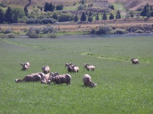 Hay field made good eating for this herd of sheep.