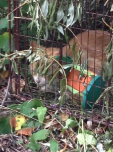 Butterscotch after his capture, with the contraption beside him. (Brandon and Area Lost Animals, Facebook)
