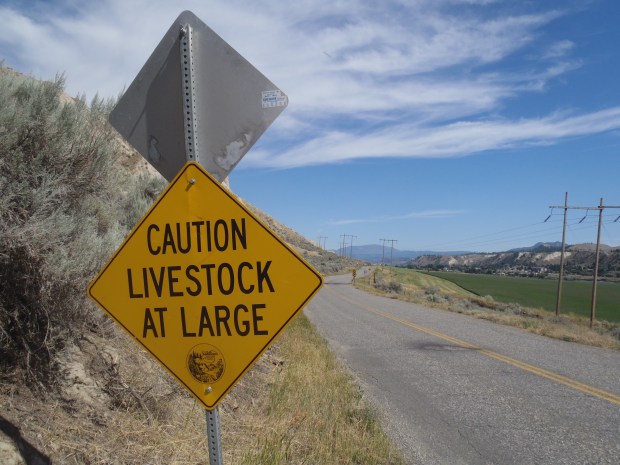 Drivers on Shuswap Road have to watch for animals.