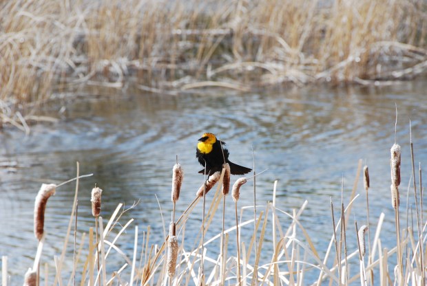 Preening at Puntzi. (Daniela Ginta photo)