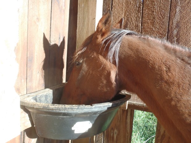Bradley gums up his breakfast.