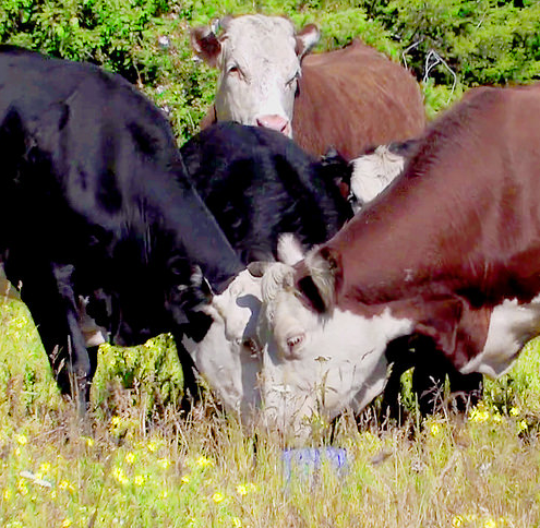 (Screen grab, Black Creek Ranch video, TRU)