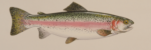Trout