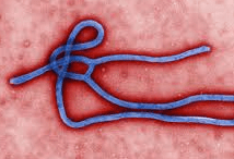 Ebola virus