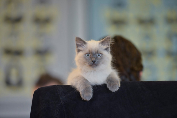 One picture of a kitten, and it's a good one. (De Correspondent)