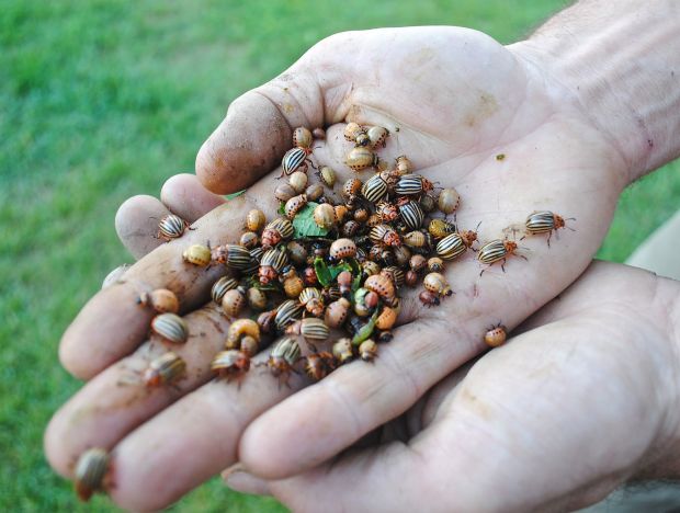 Dan Spark holds a handful of beetles gleaned  from the foliage of potatoes — an unwelcome harvest.
