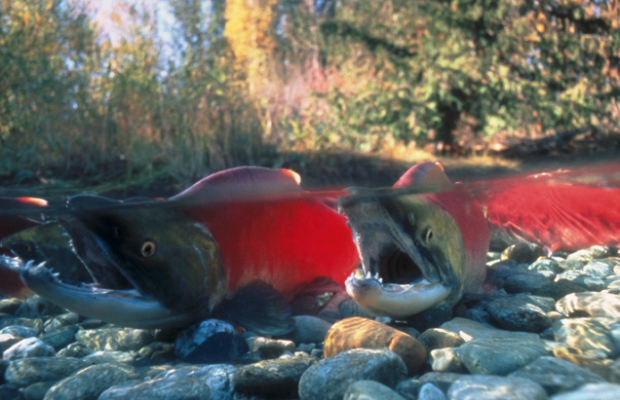 Adams River sockeye. (B.C. Parks photo)