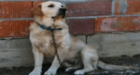 Tethering - how long? (SPCA photo)