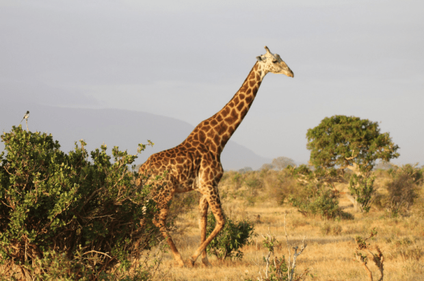 Wildlife is easy to find in Africa. (Image credit: comfight.com)