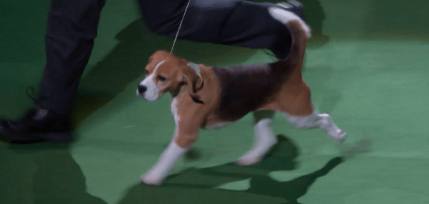 Miss P. strutting her stuff. (Screen shot, Westminster Dog Show)