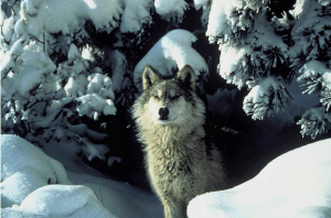 A gray wolf. (Image credit Tracy Brooks Tracy/ U.S. Fish and Wildlife Service).