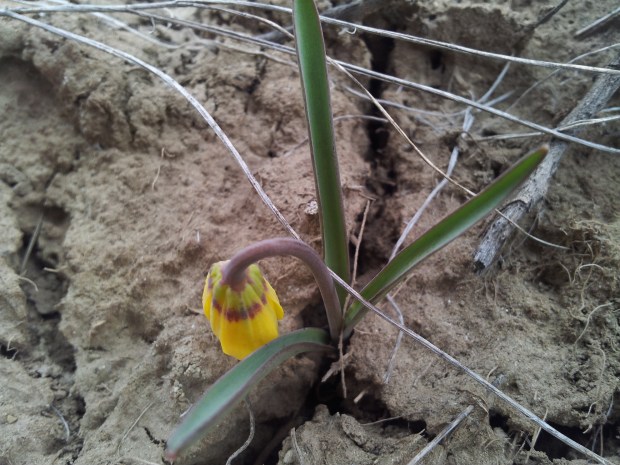 (Daniela Ginta photo)