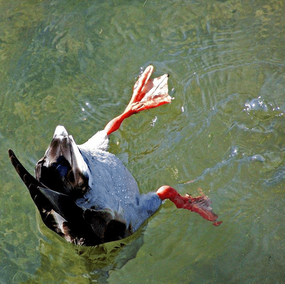 'Duck Breakdance' by Valerie Ramphone.