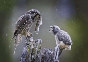 'Hungry Chick' by Norm Dougan.