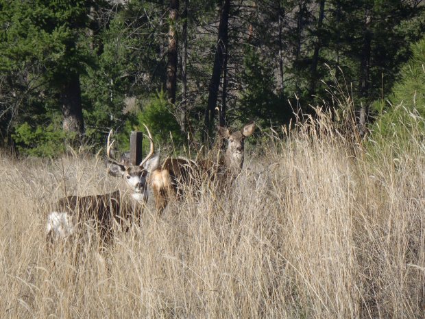 Deer are beautiful to see, when they aren't on a highway.