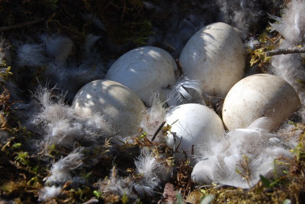 (Daniela Ginta photo)