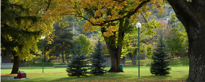 Tree coupons encourage urban forestry.