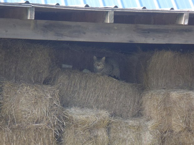 Barney keeps a wary eye while enjoying breakfast at the Armchair Mayor B&B.